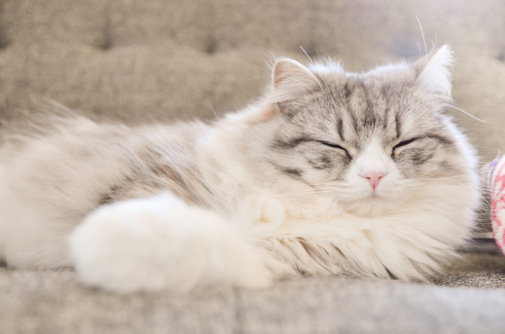 「リクライニングチェアで寝る猫」のイメージ画像