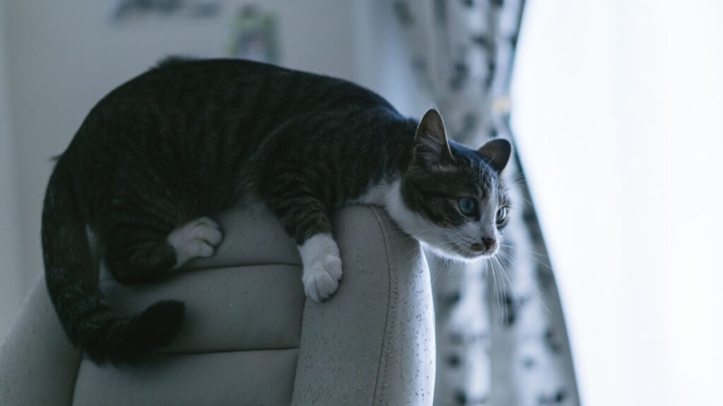 「リクライニングチェアで寝られない猫」のイメージ画像