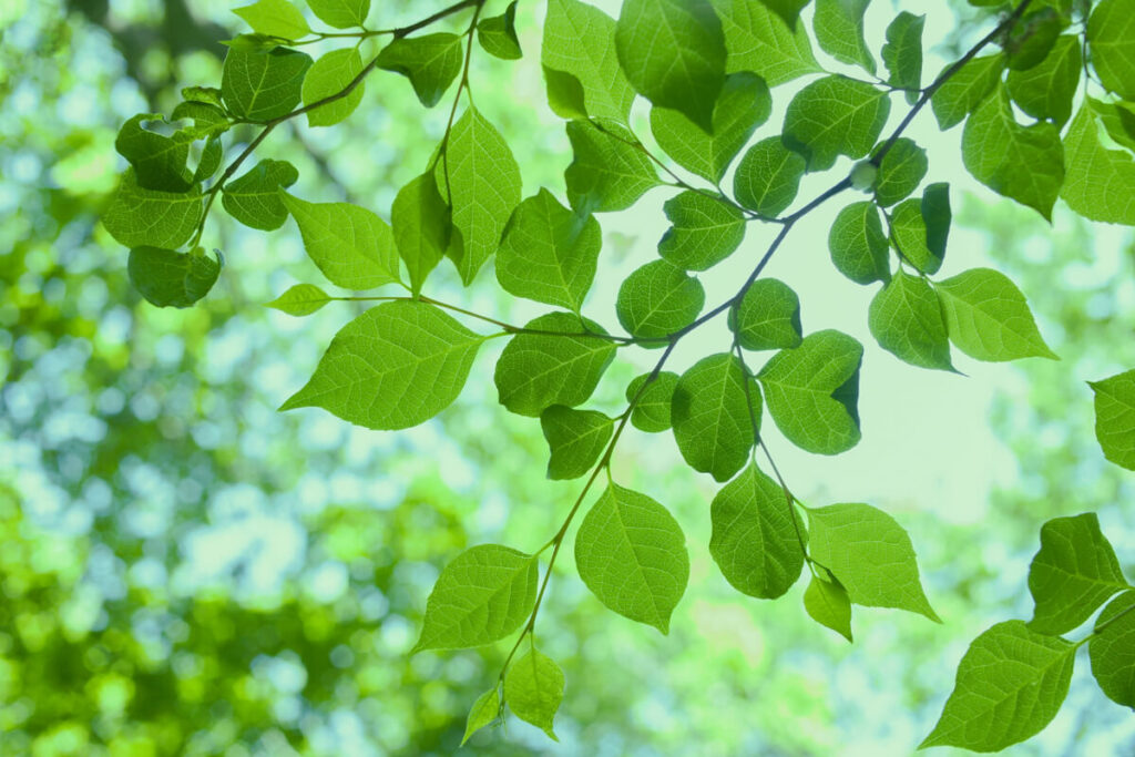「さわやかな初夏の木の葉」のイメージ画像